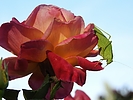photo thumbnail #4