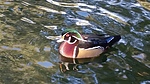 photo thumbnail #11