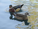 photo thumbnail #15