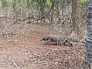 photo thumbnail #4