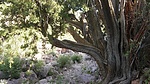 photo thumbnail #15
