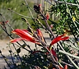 photo thumbnail #12