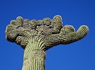 Featured Detail Photo