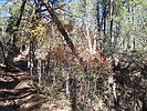 photo thumbnail #1
