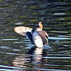 photo thumbnail #1
