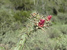 photo thumbnail #11