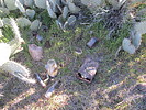 photo thumbnail #1