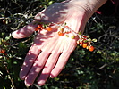 photo thumbnail #13