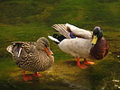photo thumbnail #8
