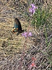 photo thumbnail #15