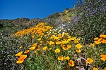 photo thumbnail #9