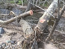 photo thumbnail #4