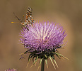 photo thumbnail #11