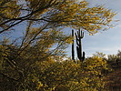 photo thumbnail #3