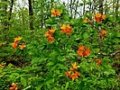 photo thumbnail #3