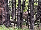 photo thumbnail #14