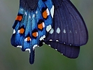 photo thumbnail #11