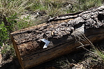photo thumbnail #8