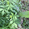 photo thumbnail #11