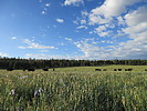 photo thumbnail #15