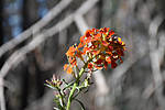 photo thumbnail #14