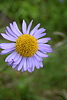 photo thumbnail #13