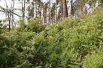 photo thumbnail #6