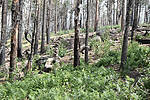 photo thumbnail #8