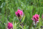 photo thumbnail #11