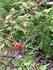 photo thumbnail #13