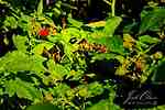 photo thumbnail #7