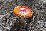 photo thumbnail #11