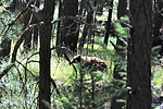 photo thumbnail #13