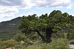 photo thumbnail #15
