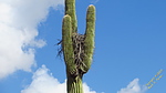 photo thumbnail #14