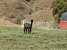 photo thumbnail #5