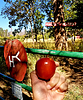 photo thumbnail #9