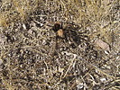 photo thumbnail #11