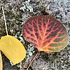 photo thumbnail #5