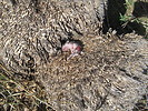 photo thumbnail #12