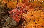 photo thumbnail #15