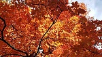 photo thumbnail #14