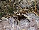 photo thumbnail #13
