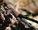 photo thumbnail #2