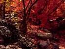 photo thumbnail #12