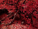 photo thumbnail #13