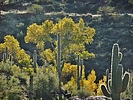 photo thumbnail #13