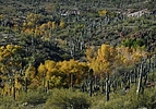 photo thumbnail #15