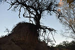 photo thumbnail #11
