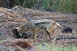 photo thumbnail #9